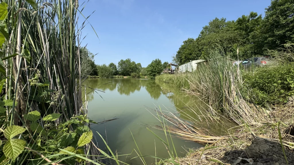 Roseau étang Blâmont