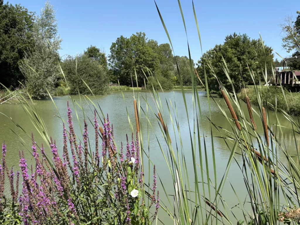Feuillage de l'étang