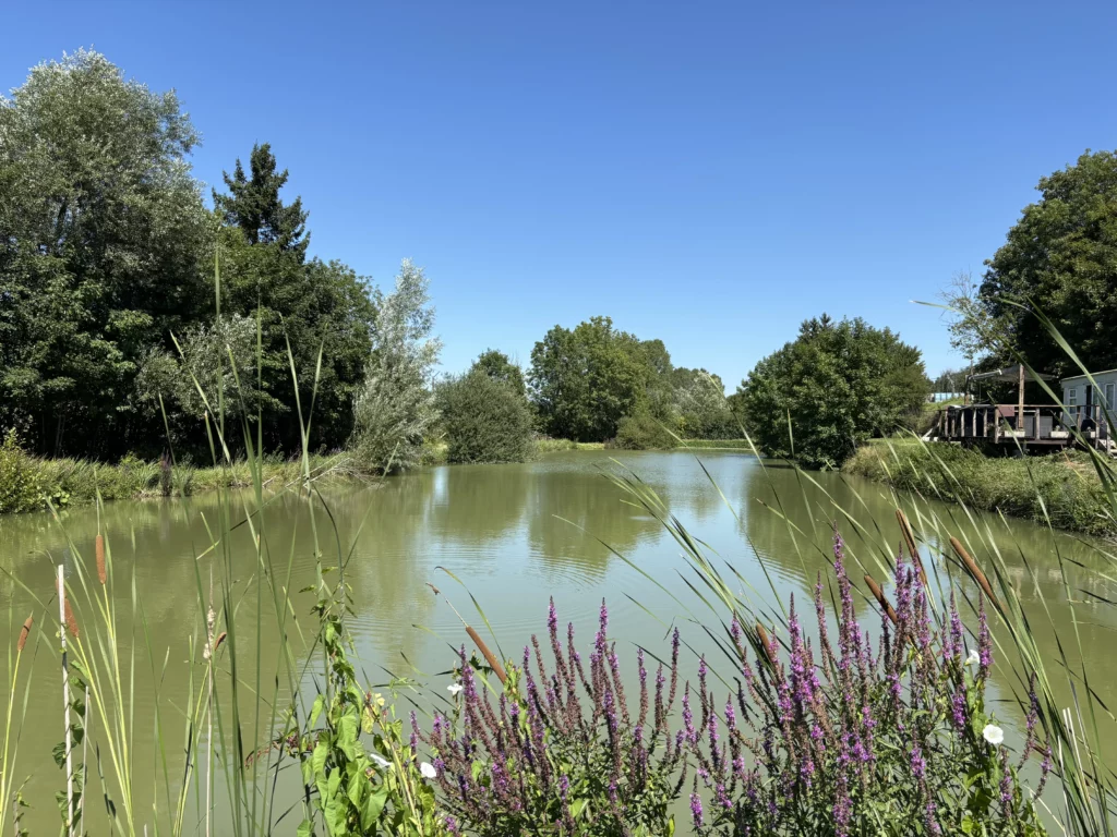 Feuillage de l'étang